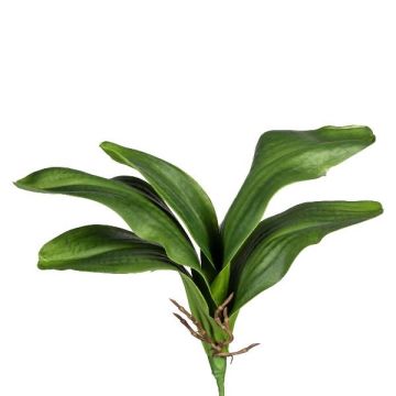 Konstgjorda blad, Phalaenopsis-orkidé DRANFOL, stickpinne, luftrötter, 35cm