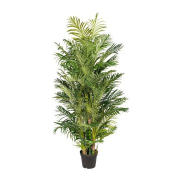Dekorativ arecapalm HAZMI, 220cm Dekorativ arecapalm HAZMI, 220cm