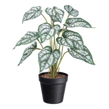 Dekorativ växt Caladium SNALHE, dekorativ kruka, vit-grön, 40cm Dekorativ växt Caladium SNALHE, dekorativ kruka, vit-grön, 40cm