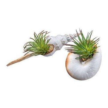 Konstväxt, suckulenten Tillandsia ionantha FRUNS i naturliga snäckskal, 2 st, grön, 8-14cm Konstväxt, suckulenten Tillandsia ionantha FRUNS i naturliga snäckskal, 2 st, grön, 8-14cm