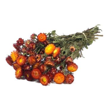 Stråblommor bukett ALMINKA, torkade, röd-orange, 50-60cm, Ø15cm