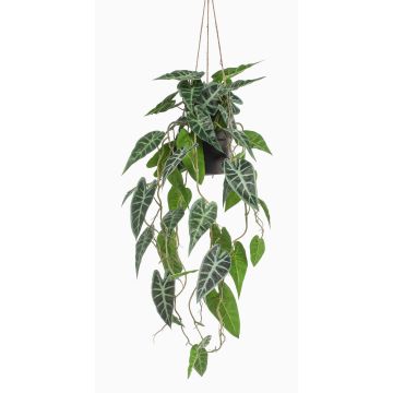 Konstväxt Alocasia Sanderiana hängkruka URCO, dekorativ kruka, grön-vit, 80cm