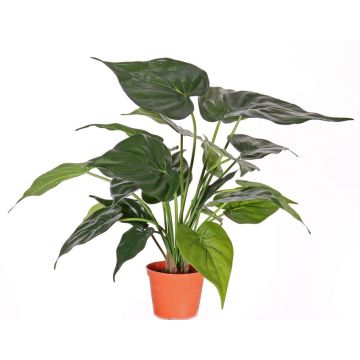 Konstgjord Alocasia Cucullate AROA, grön, 50cm Konstgjord Alocasia Cucullate AROA, grön, 50cm