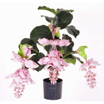 Konstblomma medinilla LAILANI, rosa, 80cm, Ø20cm Konstblomma medinilla LAILANI, rosa, 80cm, Ø20cm