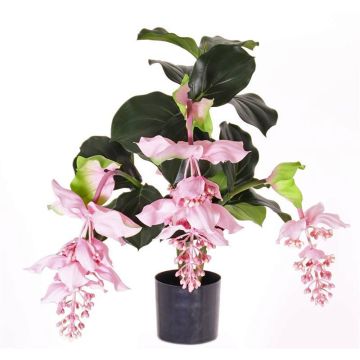 Konstblomma medinilla LAILANI, rosa, 80cm, Ø20cm Konstblomma medinilla LAILANI, rosa, 80cm, Ø20cm