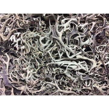 Naturlav FLORENTIA, grå, 50g