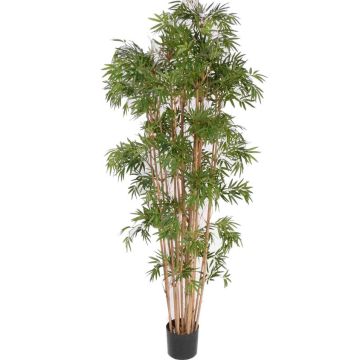 Konstgjord bambu NARO, äkta stammar, 210cm Konstgjord bambu NARO, äkta stammar, 210cm