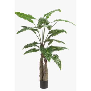 Konstgjord växt Alocasia Sanderiana ALBULA, grön, 150cm Konstgjord växt Alocasia Sanderiana ALBULA, grön, 150cm
