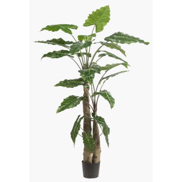 Konstgjord växt Alocasia Sanderiana ALBULA, grön, 180cm Konstgjord växt Alocasia Sanderiana ALBULA, grön, 180cm