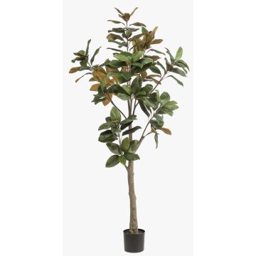 Konstgjord Yulan-magnoliaträd BELLITA, konststam, grön-olivgrön, 180cm Konstgjord Yulan-magnoliaträd BELLITA, konststam, grön-olivgrön, 180cm