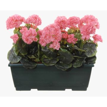 Konstgjorda pelargoner FLOREANA i blomlåda, 3 stycken, ljusrosa, 40x15x35cm
