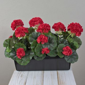 Konstgjorda pelargoner FLOREANA i blomlåda, 3 st, röda, 40x15x35cm Konstgjorda pelargoner FLOREANA i blomlåda, 3 st, röda, 40x15x35cm