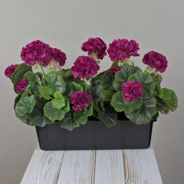 Konstgjorda pelargoner FLOREANA i blomlåda, 3 st, vinröd, 40x15x35cm