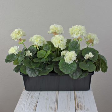 Konstgjorda pelargoner FLOREANA i blomlåda, 3 st, vita, 40x15x35cm Konstgjorda pelargoner FLOREANA i blomlåda, 3 st, vita, 40x15x35cm