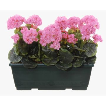 Konstgjorda pelargoner FLOREANA i blomlåda, 3 st, lila, 40x15x35cm
