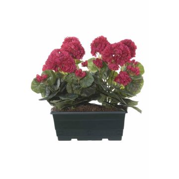 Konstgjorda pelargoner FLOREANA i blomlåda, 2 st, cerise, 24x11x35cm Konstgjorda pelargoner FLOREANA i blomlåda, 2 st, cerise, 24x11x35cm