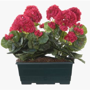 Konstgjorda pelargoner FLOREANA i blomlåda, 2 st, cerise, 24x11x35cm Konstgjorda pelargoner FLOREANA i blomlåda, 2 st, cerise, 24x11x35cm