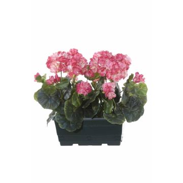 Konstgjorda pelargoner FLOREANA i blomlåda, 2 st, mörkrosa, 24x11x35cm Konstgjorda pelargoner FLOREANA i blomlåda, 2 st, mörkrosa, 24x11x35cm