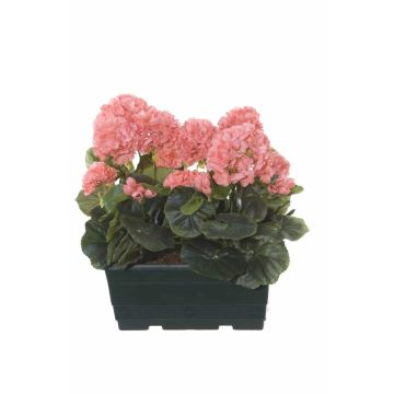 Konstgjorda pelargoner FLOREANA i blomlåda, 2 st, laxrosa, 24x11x35cm Konstgjorda pelargoner FLOREANA i blomlåda, 2 st, laxrosa, 24x11x35cm