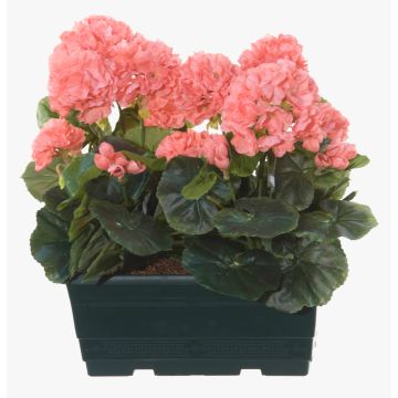 Konstgjorda pelargoner FLOREANA i blomlåda, 2 st, laxrosa, 24x11x35cm Konstgjorda pelargoner FLOREANA i blomlåda, 2 st, laxrosa, 24x11x35cm