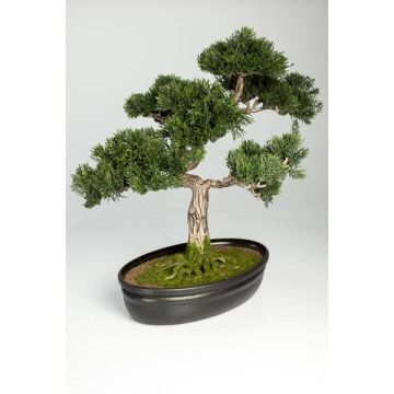 Konstbonsai cederträd JARNO med rötter, i planteringsskål, 40cm Konstbonsai cederträd JARNO med rötter, i planteringsskål, 40cm