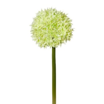 Dekorativ blomma Allium WANDENY, krämgrön, 65cm