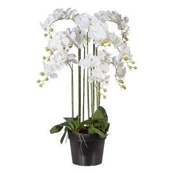 Konstgjord Phalaenopsis-orkidé LOPASY, rötter, vit, 110cm