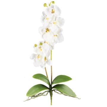 Textil Phalaenopsis-orkidé MORLEK, stickpinne, rötter, krämfärgad, 60cm