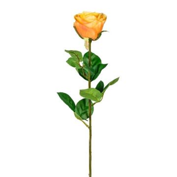 Dekorationsblomma Rose NORLAN, aprikos, 70cm, Ø8cm Dekorationsblomma Rose NORLAN, aprikos, 70cm, Ø8cm