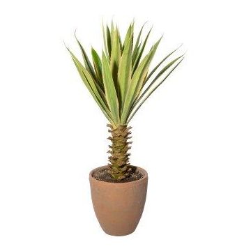 Konstverk: Agave furcraea gigantea SININ i terrakottakruka, grön-krämfärgad, 75cm