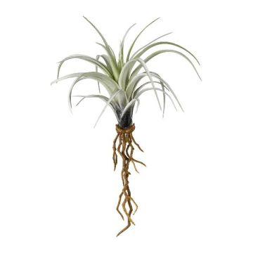 Konstgjord suckulent Tillandsia stricta SNELDON med rötter, grön, 22cm Konstgjord suckulent Tillandsia stricta SNELDON med rötter, grön, 22cm