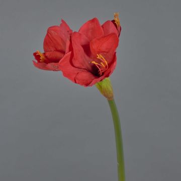 Dekorationsblomma Amaryllis BELAV, röd, 70cm, Ø5-13cm Dekorationsblomma Amaryllis BELAV, röd, 70cm, Ø5-13cm