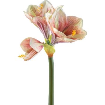 Dekorationsblomma Amaryllis BELAV, rosa-krämfärgad-grön, 70cm, Ø5-13cm Dekorationsblomma Amaryllis BELAV, rosa-krämfärgad-grön, 70cm, Ø5-13cm
