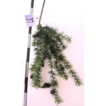 Dekorativ gren av ceder GORZU med kottar, hängande, grön, 100cm Dekorativ gren av ceder GORZU med kottar, hängande, grön, 100cm