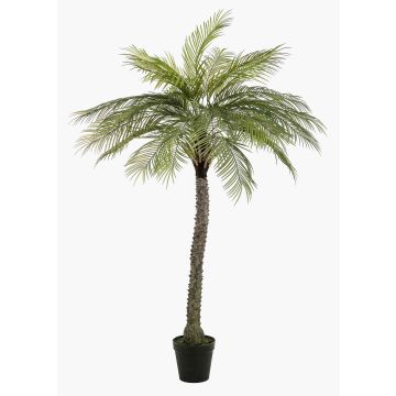 Konstgjord kokospalm BOLON, 220cm Konstgjord kokospalm BOLON, 220cm