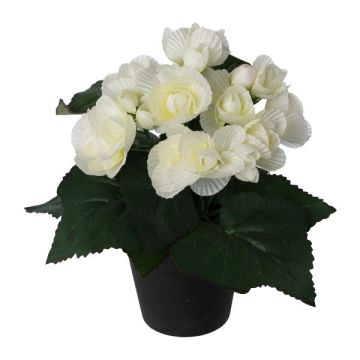 Konstgjord blomma Begonia KELTO i dekorativ kruka, vit, 25cm Konstgjord blomma Begonia KELTO i dekorativ kruka, vit, 25cm