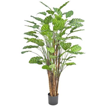 Konstväxt Calathea makoyana HYZANS, grön, 150cm