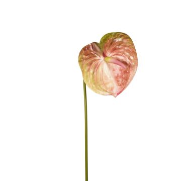 Konstblomma Anthurium SAMBANA, rosa-grön, 65cm