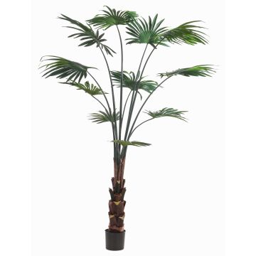 Konstgjord palm, rundbladig paraplypalm SIRRAH, grön, 180cm Konstgjord palm, rundbladig paraplypalm SIRRAH, grön, 180cm