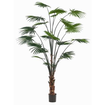 Konstgjord palm, rundbladig paraplypalm SIRRAH, grön, 240cm Konstgjord palm, rundbladig paraplypalm SIRRAH, grön, 240cm