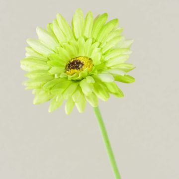 Konstgjord blomma Gerbera TEUDELINDE, grön-kräm, 55cm, Ø8cm