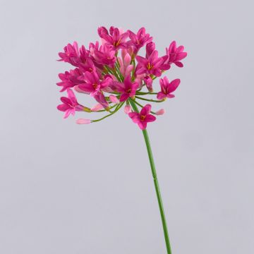 Dekorativ konstblomma Agapanthus PHILINA, cerise, 75cm, Ø14cm Dekorativ konstblomma Agapanthus PHILINA, cerise, 75cm, Ø14cm