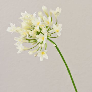 Dekorativ konstblomma Agapanthus PHILINA, krämgul, 75cm, Ø14cm Dekorativ konstblomma Agapanthus PHILINA, krämgul, 75cm, Ø14cm