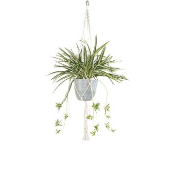 Dekorativ grönlilja, makramé-hängkruka SIMBO i kruka, grön-vit, 90cm Dekorativ grönlilja, makramé-hängkruka SIMBO i kruka, grön-vit, 90cm