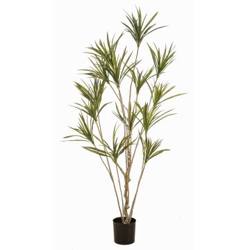 Konstträd Dracaena marginata SHALLU, konststammar, grönt, 180cm