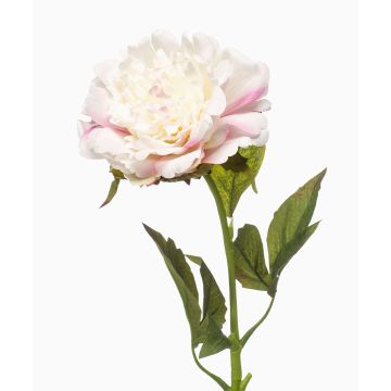 Konstgjord pion GAVRON, vit-rosa, 55cm Konstgjord pion GAVRON, vit-rosa, 55cm