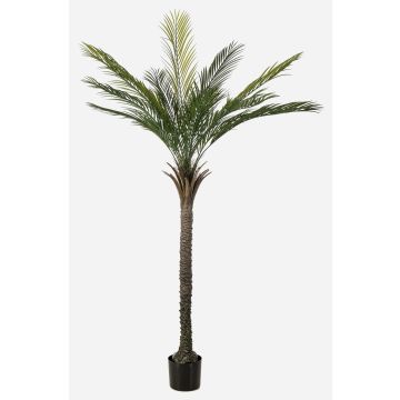 Konstgjord palm, dadelpalm ZOLTER, crossdoor, 180cm Konstgjord palm, dadelpalm ZOLTER, crossdoor, 180cm