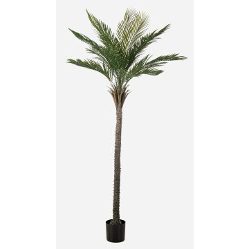 Konstgjord palm, dadelpalm ZOLTER, crossdoor, 210cm Konstgjord palm, dadelpalm ZOLTER, crossdoor, 210cm