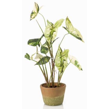 Konstväxt Syngonium YOMREL i terrakottakruka, grön-vit, 60cm Konstväxt Syngonium YOMREL i terrakottakruka, grön-vit, 60cm