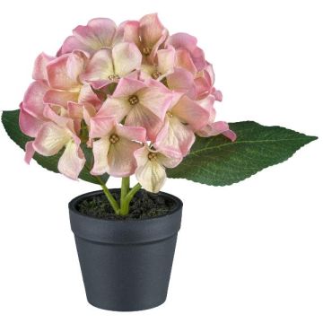 Dekorativ blomma hortensia LENDYN i dekorativ kruka, rosa-grön, 20cm Dekorativ blomma hortensia LENDYN i dekorativ kruka, rosa-grön, 20cm